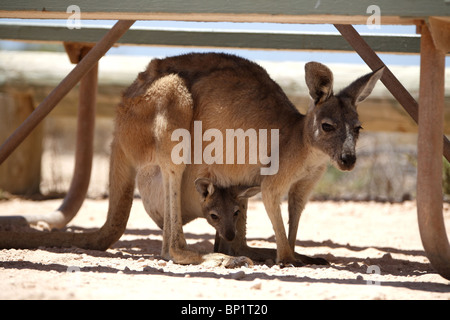 Ein Känguru mit Baby im Schatten der Campingtisch, Exmouth, Australien Stockfoto