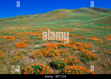 Kalifornien Mohn (Eschscholzia Californica) in den Tehachapi Mountains, Angeles National Forest, Kalifornien Stockfoto