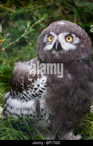 Schneeeule Chick - fünf Schwestern Zoo, Polbeth, Schottland Stockfoto