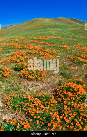 Kalifornien Mohn (Eschscholzia Californica) in den Tehachapi Mountains, Angeles National Forest, Kalifornien Stockfoto