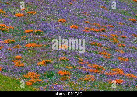 Wildblumen in den Tehachapi-Bergen, Angeles National Forest, Kalifornien Stockfoto