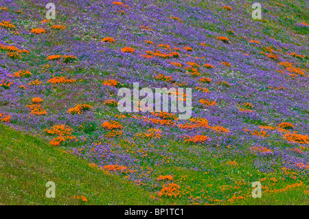 Wildblumen in den Tehachapi-Bergen, Angeles National Forest, Kalifornien Stockfoto