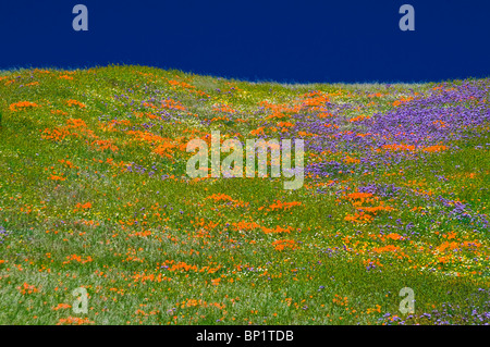 Wildblumen in den Tehachapi-Bergen, Angeles National Forest, Kalifornien Stockfoto