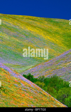 Wildblumen in den Tehachapi-Bergen, Angeles National Forest, Kalifornien Stockfoto