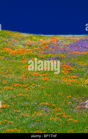 Wildblumen in den Tehachapi-Bergen, Angeles National Forest, Kalifornien Stockfoto