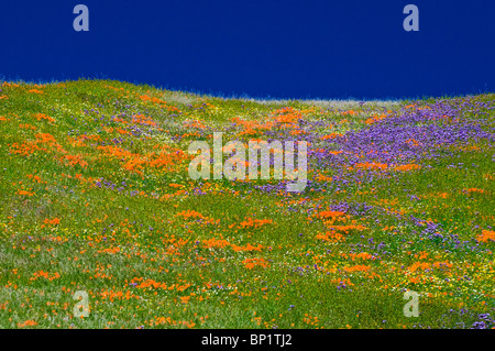 Wildblumen in den Tehachapi-Bergen, Angeles National Forest, Kalifornien Stockfoto