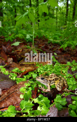 Hecht-Frosch (Rana Palustris) - Alabama Stockfoto