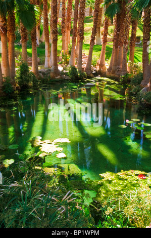 Palmen und Teich bei Furnace Creek Inn, Death Valley National Park. California Stockfoto