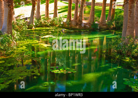 Palmen und Teich bei Furnace Creek Inn, Death Valley National Park. California Stockfoto