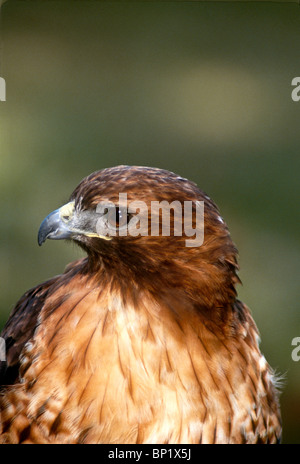 Roten geschultert Falke, Buteo Lineatus, Nahaufnahme, gedreht und im Profil Stockfoto