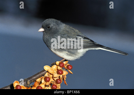 Junco Hyemalis thront auf Zweig der bittersüße Beeren in spät fallen Stockfoto