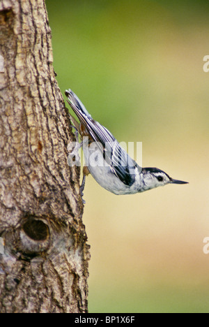 Weiße Breasted Kleiber (Sitta Carolinensis) in einem klassischen stellen einen Baum hinunter und dann biegt um uns sehe oben und außen, Midwest Stockfoto