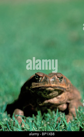 Paar Preditors – Australian native Fauna, die getötet worden sind, durch den Verzehr von Zuckerrohr Kröten Bufo marinus Stockfoto