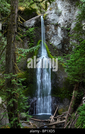 Marymere Falls, in Olympic Nationalpark fällt 90 Fuß in Barnes Creek vor seinen Weg zum nahe gelegenen Mondsichelsee. Stockfoto