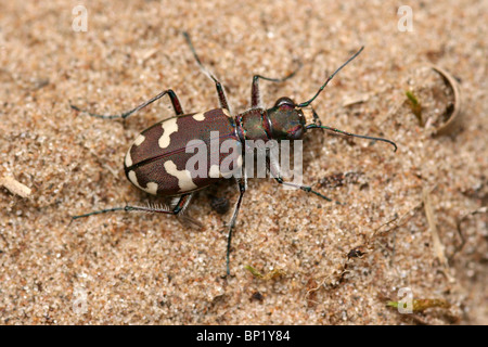 Dune Sandlaufkäfer Cicindela Hybrida genommen auf Sefton Nordküste, Merseyside, UK Stockfoto