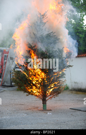 Brennenden Weihnachtsbaum Sequenz. Vom Anfang bis zum Ende. Stockfoto