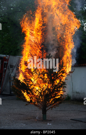 Brennenden Weihnachtsbaum Sequenz. Vom Anfang bis zum Ende. Stockfoto