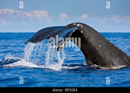 Ende der Buckelwal, Impressionen Novaeangliae, Kona Coast, Big Island, Hawaii, USA Stockfoto