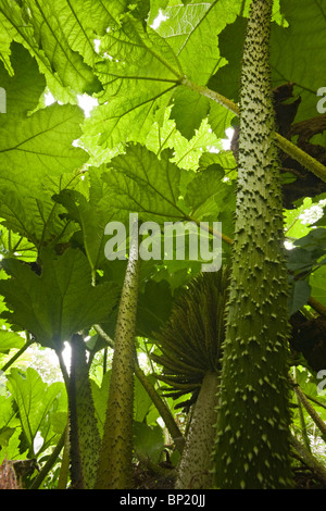 Ein niedrigen Winkel Winkel gedreht auf einer "Riesigen Rhabarber" (Gunnera Manicata) Pflanze. Vue de Contre-Plongée De La Gunnère du Brésil (Frankreich). Stockfoto