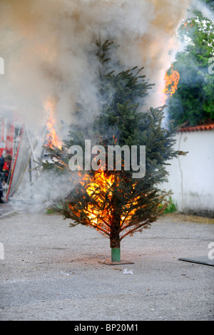 Brennenden Weihnachtsbaum Sequenz. Vom Anfang bis zum Ende. Stockfoto