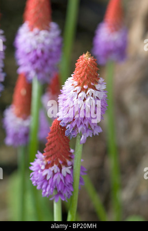 Primula vialii Stockfoto