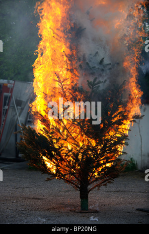 Brennenden Weihnachtsbaum Sequenz. Vom Anfang bis zum Ende. Stockfoto