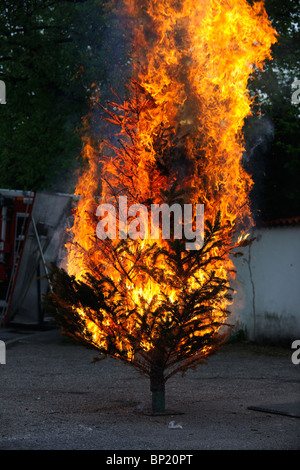 Brennenden Weihnachtsbaum Sequenz. Vom Anfang bis zum Ende. Stockfoto