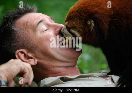 Tierwelt-Moderatorin Nigel Marven posiert mit ein roter Panda auf der Chengdu Panda Base in Sichuan, China. 25. Juli 2010 Stockfoto