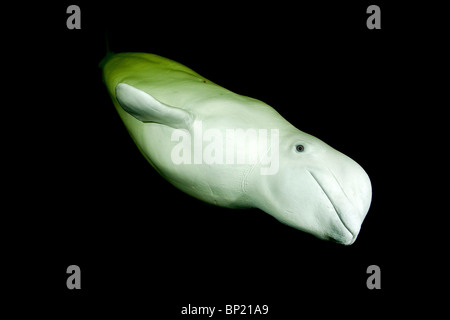 Beluga-Wal, Delphinapterus Leucas, weißes Meer, Karelien, Russland Stockfoto