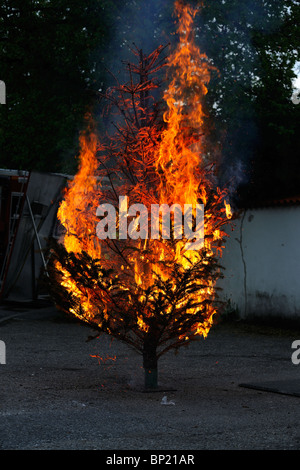 Brennenden Weihnachtsbaum Sequenz. Vom Anfang bis zum Ende. Stockfoto