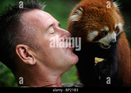 Tierwelt-Moderatorin Nigel Marven posiert mit ein roter Panda auf der Chengdu Panda Base in Sichuan, China. 25. Juli 2010 Stockfoto