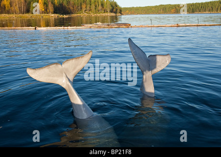 Beluga-Wale anzeigen Heckflossen, Delphinapterus Leucas, weißes Meer, Karelien, Russland Stockfoto