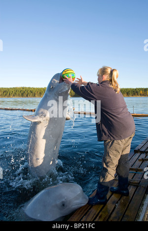 Tiertrainer mit Beluga-Wale, Delphinapterus Leucas, weißes Meer, Karelien, Russland Stockfoto