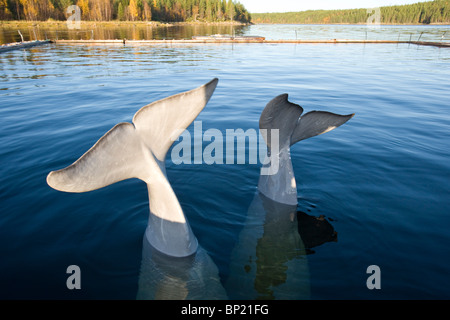 Beluga-Wale anzeigen Heckflossen, Delphinapterus Leucas, weißes Meer, Karelien, Russland Stockfoto