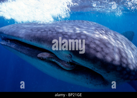 Walhai, Rhincodon Typus, Ningalo Reef, Indischer Ozean, Australien Stockfoto