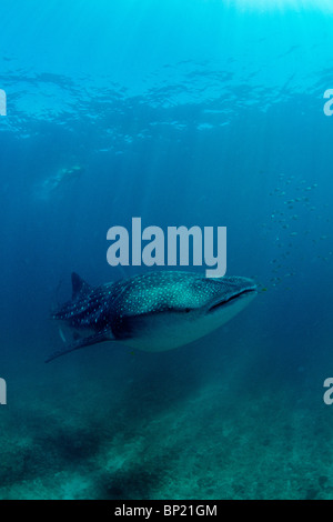 Walhai, Rhincodon Typus, Ningalo Reef, Indischer Ozean, Australien Stockfoto