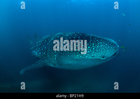 Walhai, Rhincodon Typus, Ningalo Reef, Indischer Ozean, Australien Stockfoto