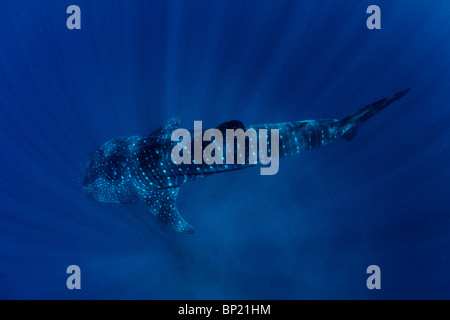 Walhai, Rhincodon Typus, Ningalo Reef, Indischer Ozean, Australien Stockfoto