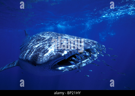 Walhai, Rhincodon Typus, Ningalo Reef, Indischer Ozean, Australien Stockfoto