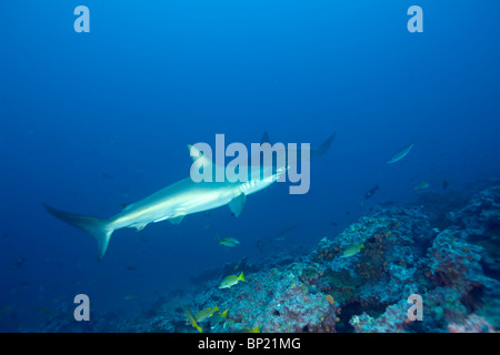 Bogenstirn-Hammerhai, Sphyrna lewinii, Malpelo, Ost Pazifik, Kolumbien Stockfoto