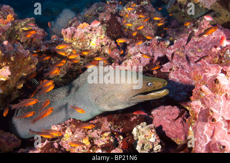 Gut entdeckt Moray, Gymnothorax Dovii, Malpelo, Ost Pazifik, Kolumbien Stockfoto