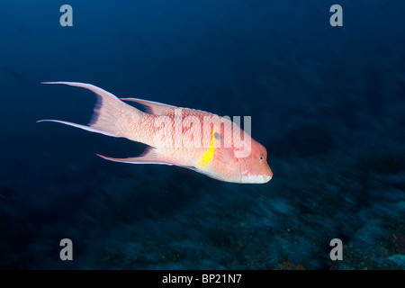 Mexikanische Lippfische, Bodianus Diplotaenia, Malpelo, Ost Pazifik, Kolumbien Stockfoto