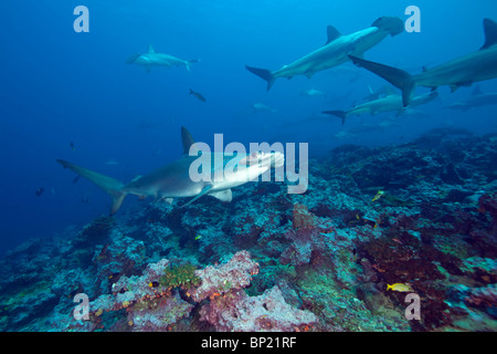 Bogenstirn-Hammerhai, Sphyrna lewinii, Malpelo, Ost Pazifik, Kolumbien Stockfoto