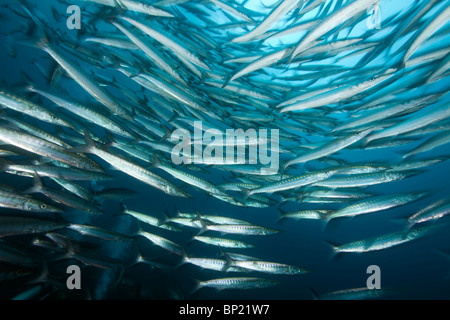 Fischschwarm von Barrakudas, größten Idiastes, Malpelo, Ost Pazifik, Kolumbien Stockfoto