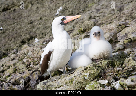 Masked Booby mit Küken, Sula Dactylatra, Malpelo, Ost-Pazifik, Kolumbien Stockfoto