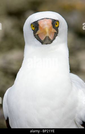 Maskiert Tölpel, Sula Dactylatra, Malpelo, Ost Pazifik, Kolumbien Stockfoto