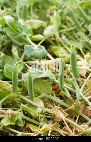 Feld-Erbsen (Pisum Sativum). Schoten, Erbsen, bereit für die Ernte, etwa drei Wochen nach der Blüte. Stockfoto