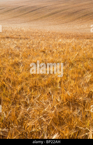 Ein Foto eines Feldes der Reifen Gerste erntereif Stockfoto