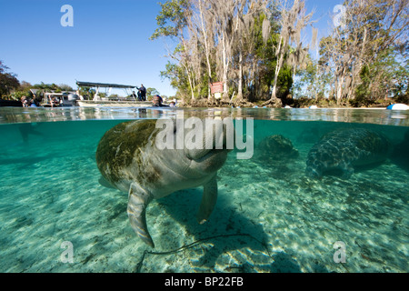 Manati, Trichechus Manatus Latriostris, Crystal River, Florida, USA Stockfoto