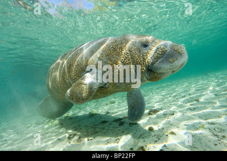 Manati, Trichechus Manatus Latriostris, Crystal River, Florida, USA Stockfoto